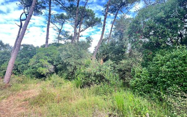 Terrain à vendre    Labenne