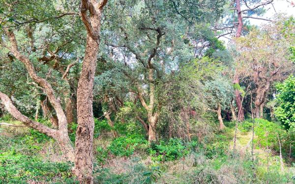 Terrain à vendre    Labenne