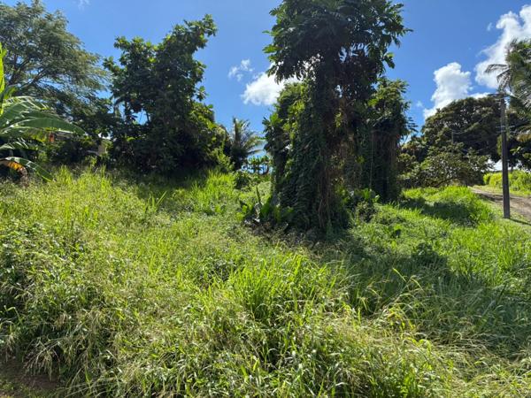 Terrain à vendre LA TRINITE (972)