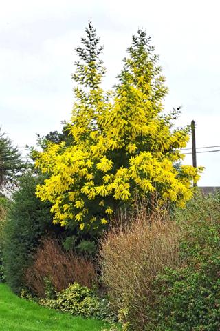 Rennes (35000) Maison familiale 200 m² – Parc arboré 6 000m² – 15 min au sud-ouest de Rennes