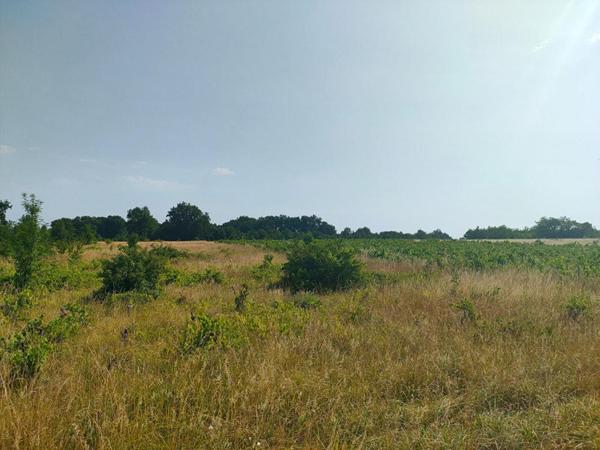 TERRAIN AGRICOLE 5.60 HECTARES