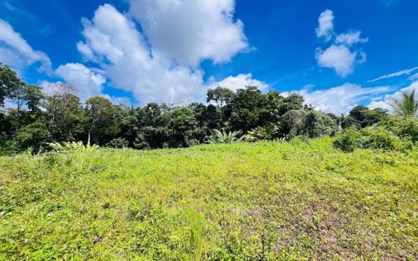 Terrain à vendre    Petit-Bourg
