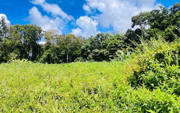 Terrain à vendre    Petit-Bourg