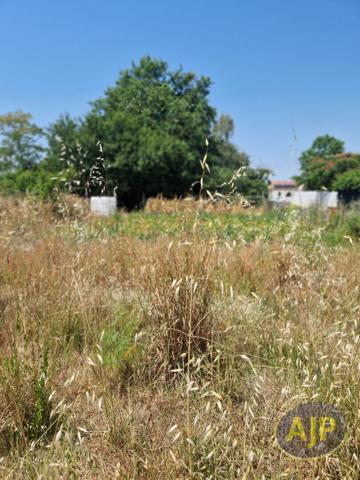 Vente terrain Cugand : 54 000 € - AJP Immobilier Clisson
