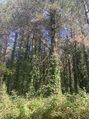 Saint-Gervais (85230) SAINT-GERVAIS - TERRAIN BOISE DE PLUS DE 19 300 M2