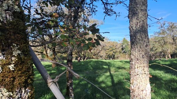 Terrain à vendre de 2 000,00 m² proche de LANZAC (46)