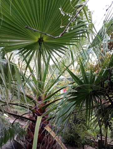 Valence (26000) Maison de ville avec joli terrain