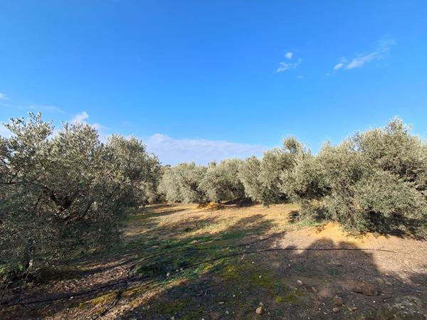 Terrain agricole avec oliviers Rognac