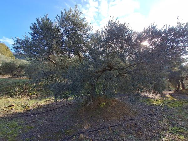 Terrain agricole avec oliviers Rognac