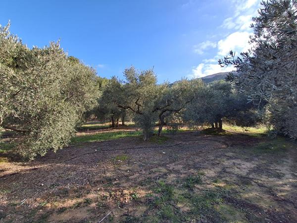 Terrain agricole avec oliviers Rognac