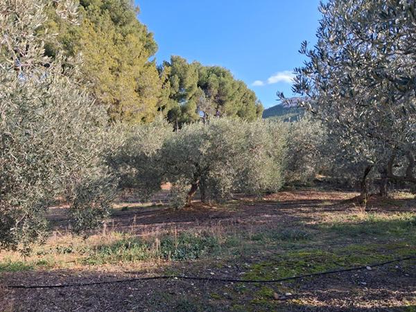 Terrain agricole avec oliviers Rognac