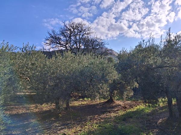 Terrain agricole avec oliviers Rognac