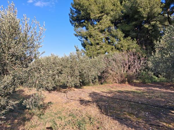 Terrain agricole avec oliviers Rognac