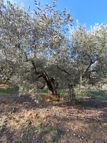 Terrain agricole avec oliviers Rognac