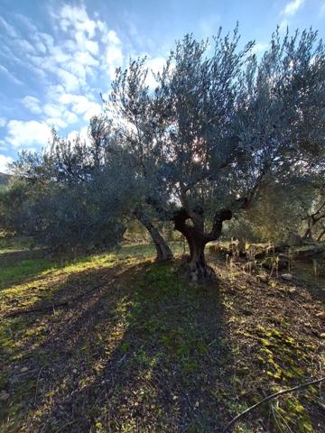 Terrain agricole avec oliviers Rognac