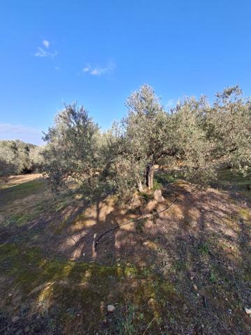 Terrain agricole avec oliviers Rognac