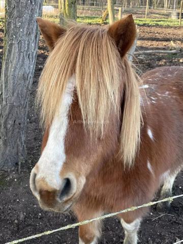 Vente Maison 6 pièces 230 m2 à Noailly