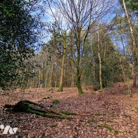 Nous vous proposons à la vente un bois d'une surface de 4ha 87a 97ca avec un chalet en bois à r...