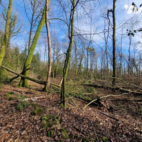 Nous vous proposons à la vente un bois d'une surface de 4ha 87a 97ca avec un chalet en bois à r...