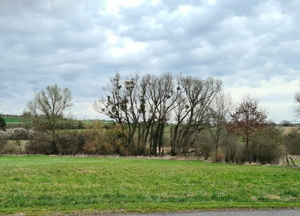 Terrain à vendre    1 311 m2 Meroux