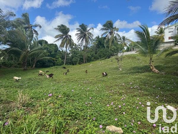 Terrain à vendre 2 037 m² Morne-à-l'Eau