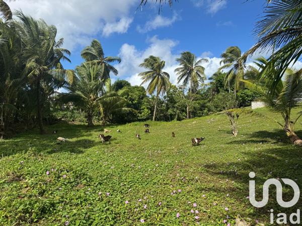 Terrain à vendre 2 037 m² Morne-à-l'Eau