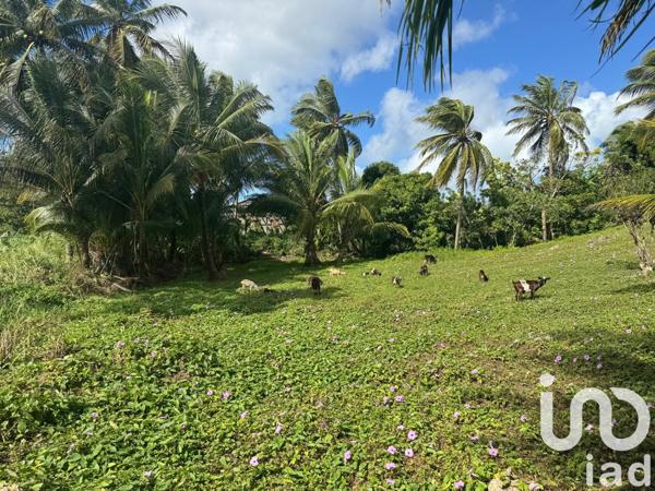 Terrain à vendre 2 037 m² Morne-à-l'Eau