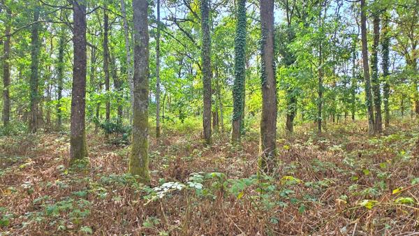 TERRAIN DE LOISIR 6500m² - ENVIRONNEMENT CALME ET CAMPAGNE - PROCHE LIMOGES