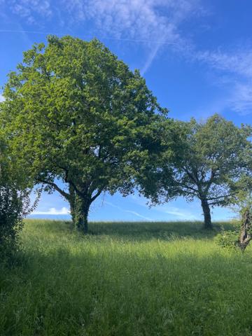 Lescure D'Albigeois. Terrain de 2981 m² constructible
