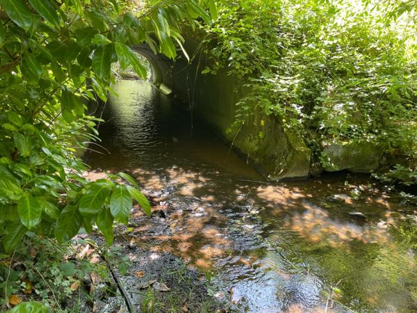 Un étang de plus de 2 hectares, une maison simple et vraie, au cœur de 10 hectares de nature préservée SAINT LEONARD DE NOBLAT (87)