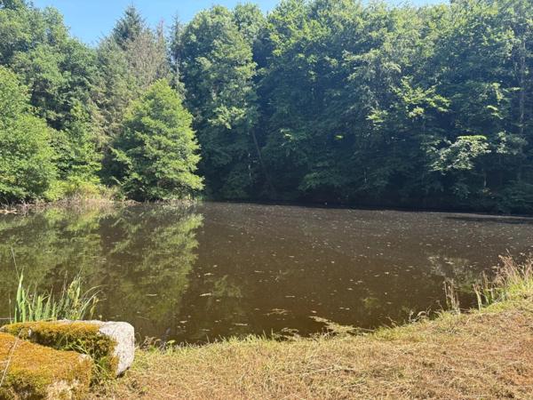 Un étang de plus de 2 hectares, une maison simple et vraie, au cœur de 10 hectares de nature préservée SAINT LEONARD DE NOBLAT (87)