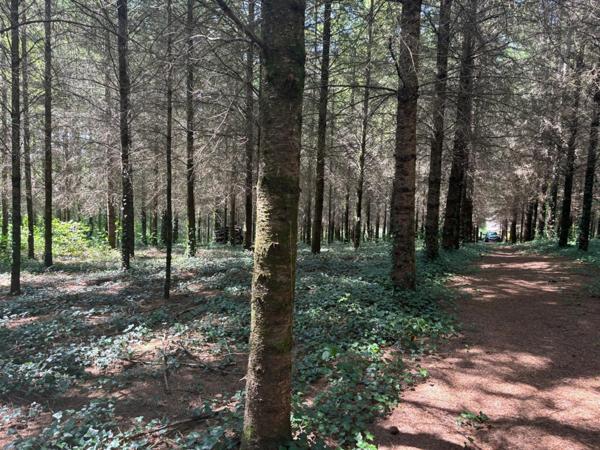 Un étang de plus de 2 hectares, une maison simple et vraie, au cœur de 10 hectares de nature préservée SAINT LEONARD DE NOBLAT (87)