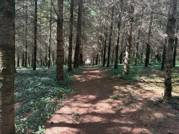 Un étang de plus de 2 hectares, une maison simple et vraie, au cœur de 10 hectares de nature préservée SAINT LEONARD DE NOBLAT (87)