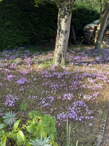 Challans (85300) CHALLANS - MAISON 3 CHAMBRES AVEC GARAGE