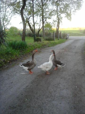 Propriété d'agrément à vendre à Saint-Just-Luzac en Charente-Maritime (17320), ref : 02042