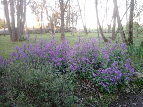 Propriété d'agrément à vendre à Saint-Just-Luzac en Charente-Maritime (17320), ref : 02042
