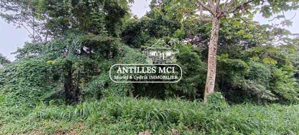 Magnifique terrain constructible sur la commune de Rivière Salée