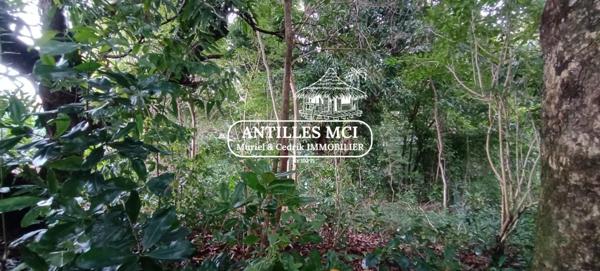 Magnifique terrain constructible sur la commune de Rivière Salée