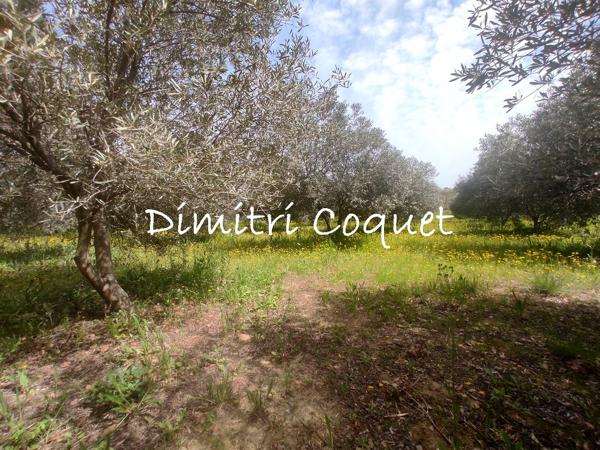 Rare, oliveraie sur 1,2 ha avec accès à l'eau