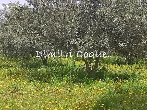 Rare, oliveraie sur 1,2 ha avec accès à l'eau