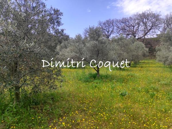 Rare, oliveraie sur 1,2 ha avec accès à l'eau