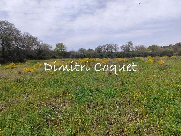 Rare, oliveraie sur 1,2 ha avec accès à l'eau