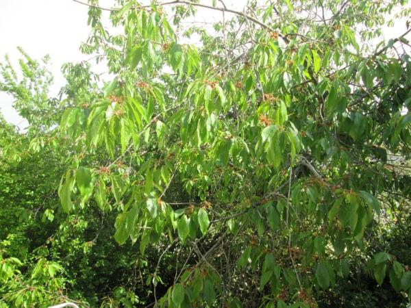 Maison traditionnelle Brignoles 110 m²