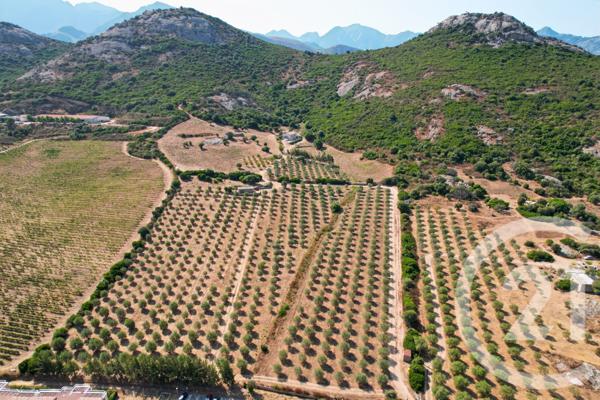 Maison à vendre  6 pièces - 210,39 m2 CALENZANA - 202