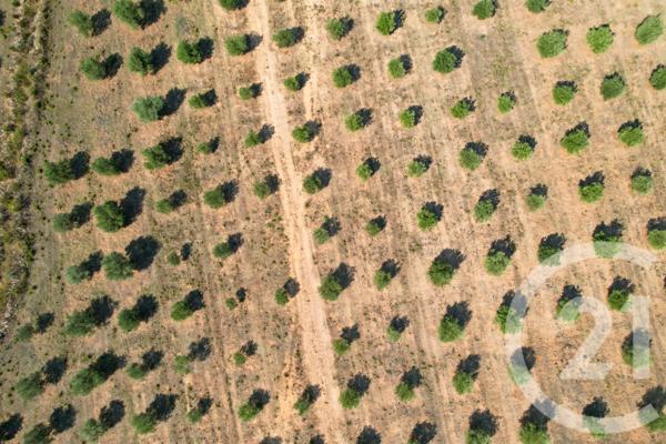 Maison à vendre  6 pièces - 210,39 m2 CALENZANA - 202