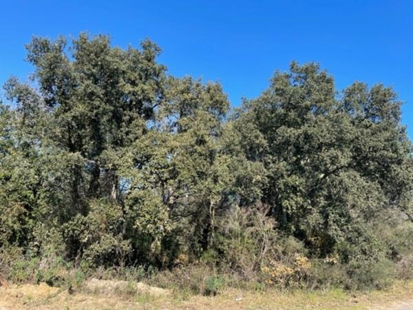 Var (83), à vendre GASSIN Terrain Agricole Zone AOC environ 17 000 m² (1 ha 7a) (31 euros/m2)