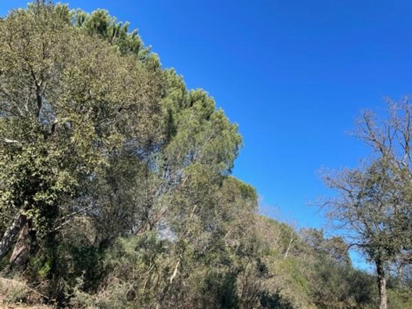 Var (83), à vendre GASSIN Terrain Agricole Zone AOC environ 17 000 m² (1 ha 7a) (31 euros/m2)