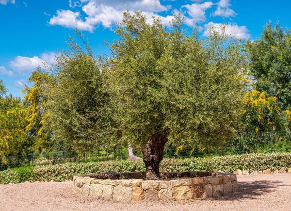 Vente Villa de luxe Porticcio 10 Pièces 320 m²