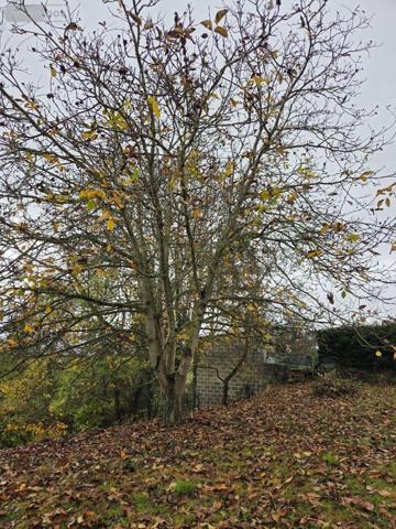 Maison rurale à louer à Saint-Aubin-du-Désert en Mayenne (53700), ref : 1384