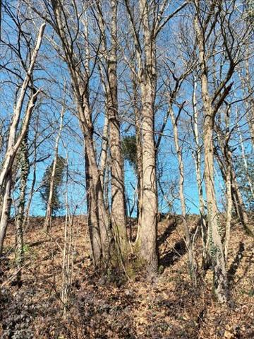 Terrain de loisirs - Bois - Etang à vendre à Saint-Fraimbault-de-Prières en Mayenne (53300), ref : 53075DLS23011 Terrain de loisirs - Bois - Etang à vendre à Saint-Fraimbault-de-Prières en Mayenne (53300), ref : 53075DLS23011 Terrain de loisirs - Bois - Etang à vendre à Saint-Fraimbault-de-Prières en Mayenne (53300), ref : 53075DLS23011